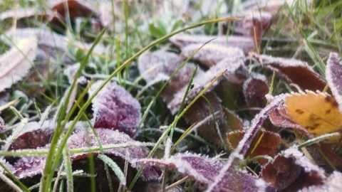 Leaf in the winter season Stock Footage 162939811