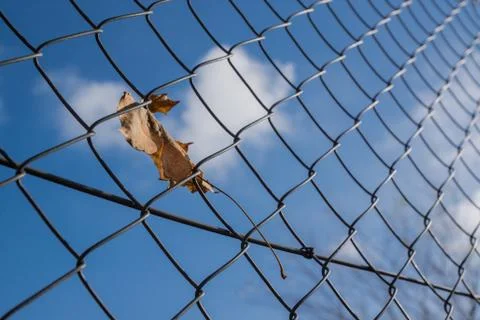 Leaf in wire fence Stock Photos