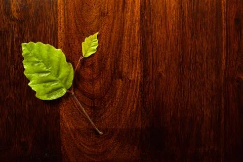 Leaf on wood Stock Photos