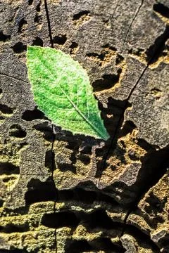 Leaf on wood Stock Photos