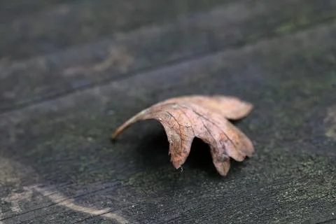 Leaf on wood Stock Photos