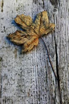 Leaf on wood table Stock Photos