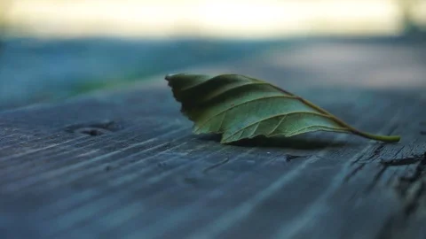 Leaf on wooden table Stock Footage 92853374