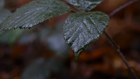 A leaf in the woods dripping with rain Vídeos de archivo 127287937