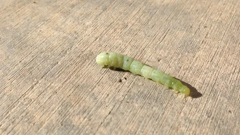 Leaf Worm Crawling on Concrete  IMG 9714 스톡 동영상 98274317