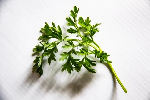 A leaf of wormwood on a white background Stock Photos