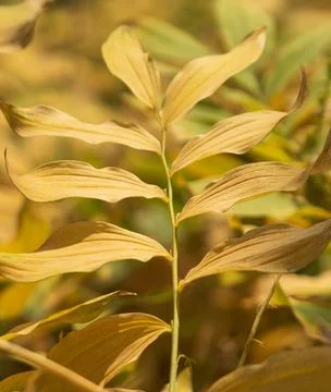 A leaf is yellow and brown Stock Photos