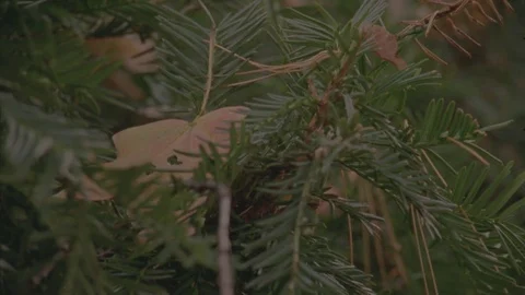Leaf in Yew Bush 1 Stock Footage 71281448