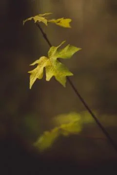 Leaf of young maple Foto stock