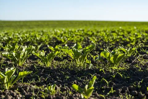 Leaf of young seedling of beet root. Fresh green leaves of beetroot. Row of Stock Photos