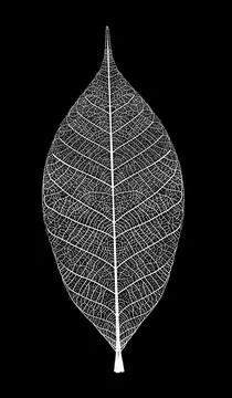 Leaf2 Stock Illustration