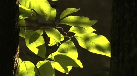 Leaf3 20 Video stock 292780