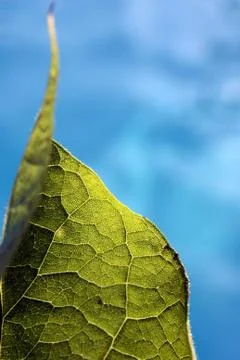 Leaf_in_the_sun Stock Photos