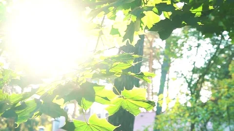 Leafage and sun Stock Footage 80825247