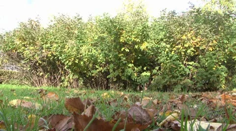 Leafage 库存影片 8945585