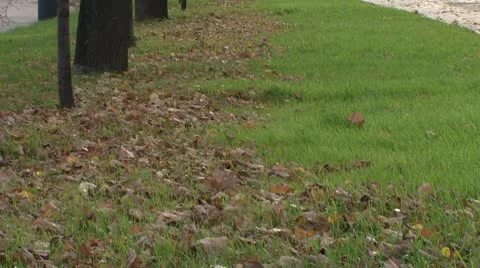 Leafage Vídeo Stock 8945717