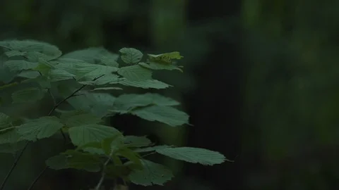 Leafage in the forest Stock Footage 99835174