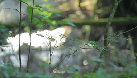 Leaf　And　River Stock Footage 8908672