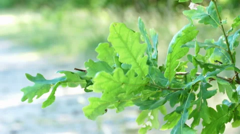 A leaf/branch of oak is moving in wind Stock Footage 51784142