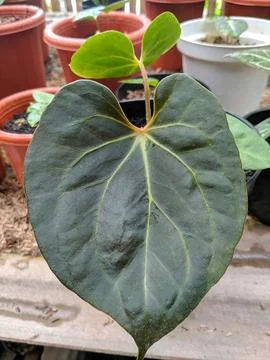 Leaf/Bunga 库存照片