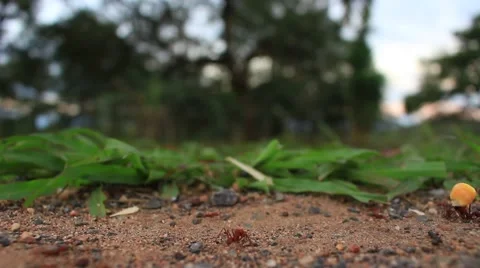 Leafcutter Ant Carrying a Corn Seed Stock Footage 55216310