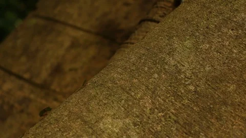 Leafcutter ant carrying frresh leaves for fungus growing Stock Footage 97931232