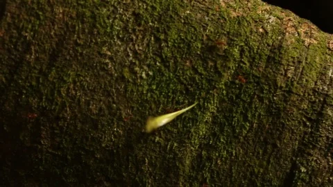Leafcutter ant carrying frresh leaves for fungus growing Stock Footage 97931280