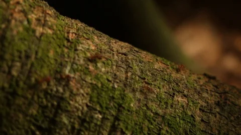 Leafcutter ant carrying frresh leaves for fungus growing Stock Footage 97931316