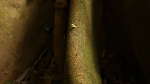 Leafcutter ant carrying frresh leaves for fungus growing Stock Footage 97931412