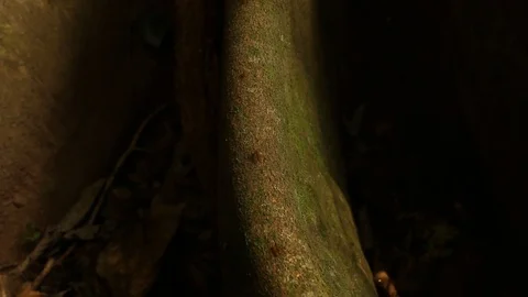 Leafcutter ant carrying frresh leaves for fungus growing Stock Footage 97931463