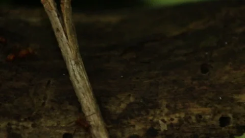 Leafcutter ant carrying frresh leaves for fungus growing Stock Footage 98116512