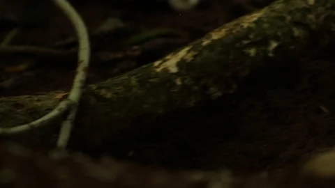 Leafcutter ant carrying frresh leaves for fungus growing Stock Footage 98116567