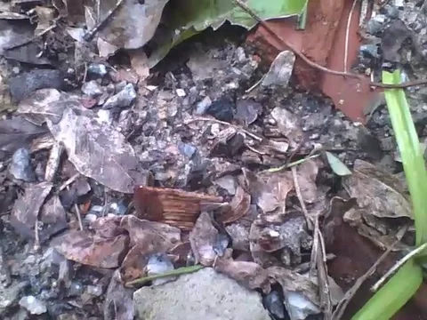 Leafcutter ant carrying a green leaf, passing by sticks, rocks and obstacles Stock Footage 159435570