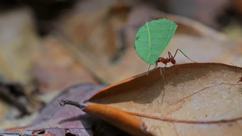 Leafcutter ant carrying a leaf in the Amazon rainforest Stock Footage 238690934