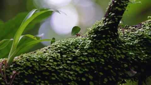 Leafcutter Ant Carrying Leaf on Mossy Branch, Costa Rica Stock Footage 333558069
