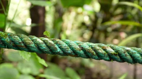 Leafcutter ant carrying a leaf piece on a rope in Ecuador rainforest Stock Footage 311204081
