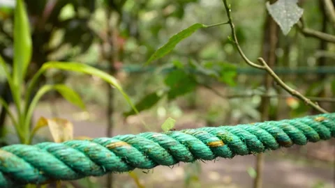 Leafcutter ant carrying a piece of leaf across a rope in Ecuador 스톡 동영상 311204090