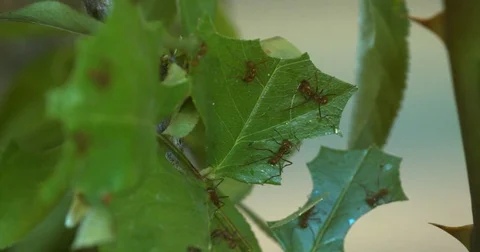Leafcutter Ant Cutting a Leaf time lapse Stock Footage 76355838