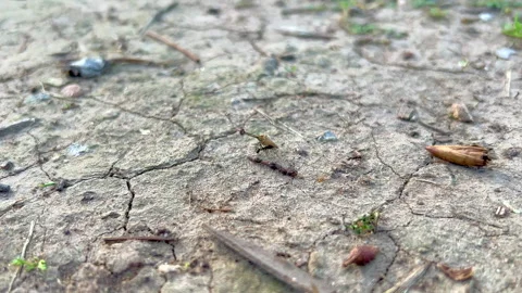 Leafcutter ant Stock Footage 302955062