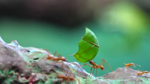 Leafcutter Ant with Leaf, Row Busy Small Insect Animals in Green Forest Бесплатное стоковое видео 130688913