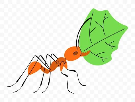Leafcutter ant move along a trail with leaf, graphic design Stock Illustration