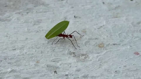  leafcutter ant running on a white wall, carrying a green leave  Stock Footage 320114010