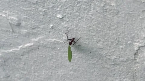 Leafcutter ant slowly running vertically down on a white wall, carrying a leave Vídeos de archivo 320114093