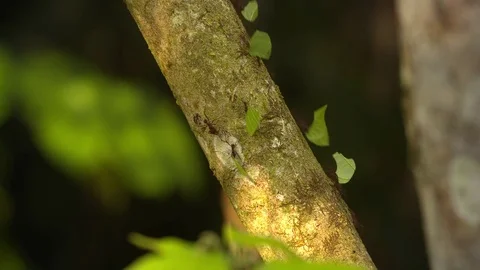 Leafcutter Ants - 2 - Amazon Stock Footage 73062041