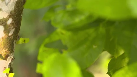 Leafcutter Ants - 4 - Amazon Stock Footage 73062049
