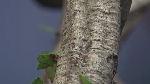 Leafcutter ants are working, Atta sexdens Stock Footage 240841634