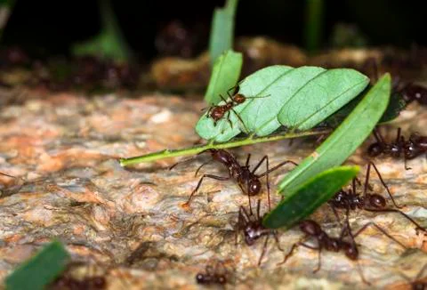 Leafcutter ants in Belize Stock Photos