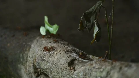 Leafcutter ants on branch Stock Footage 126551397