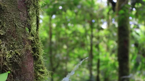 Leafcutter Ants Carring Leaves Stock Footage 54593634
