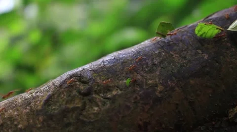 Leafcutter Ants Carring Leaves Stock Footage 54595428